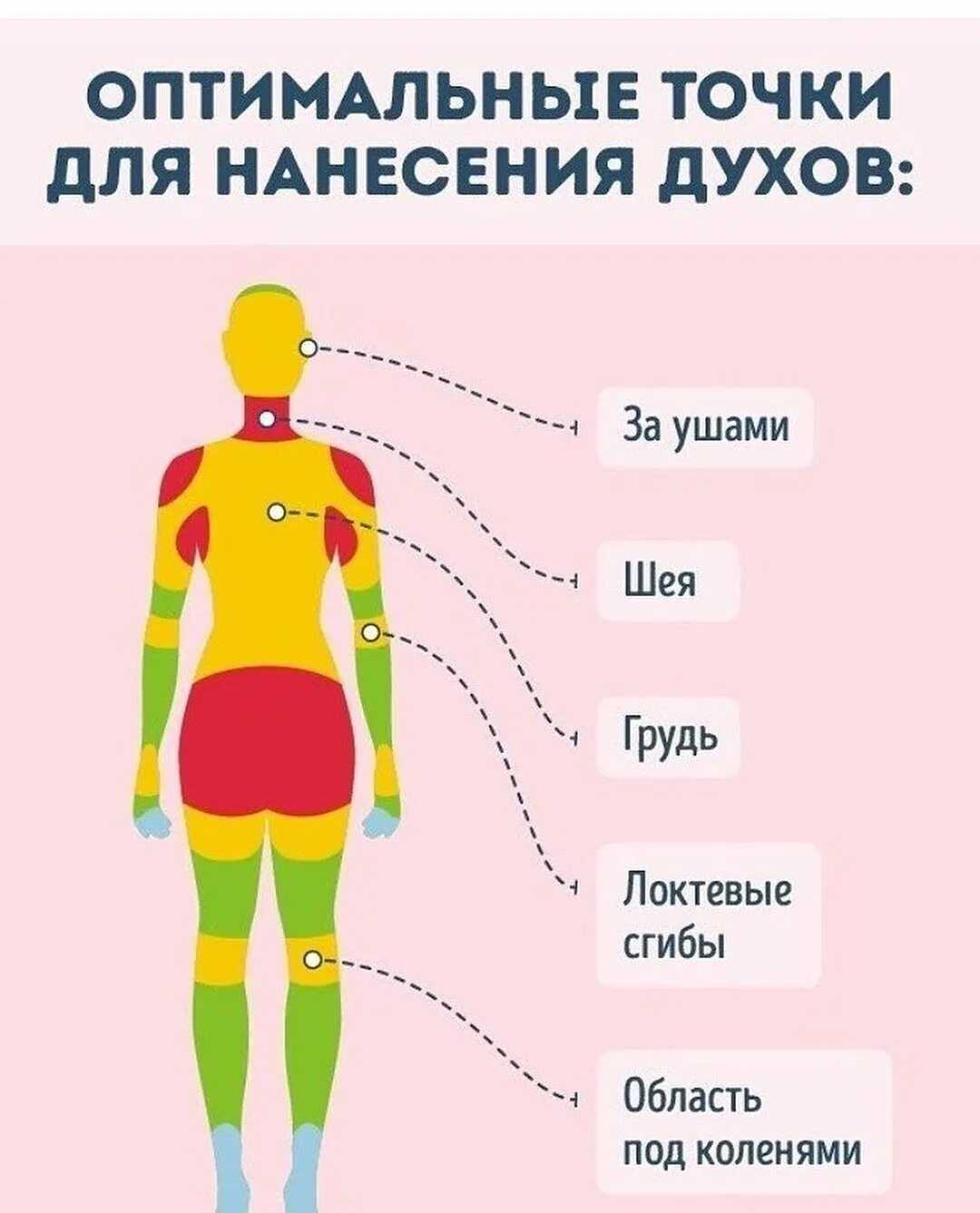 Как правильно наносить духи: техника нанесения, на какие места на теле - мужчинам и женщинам, как пользоваться туалетной водой, парфюмом без распылителя, селективной парфюмерией?
