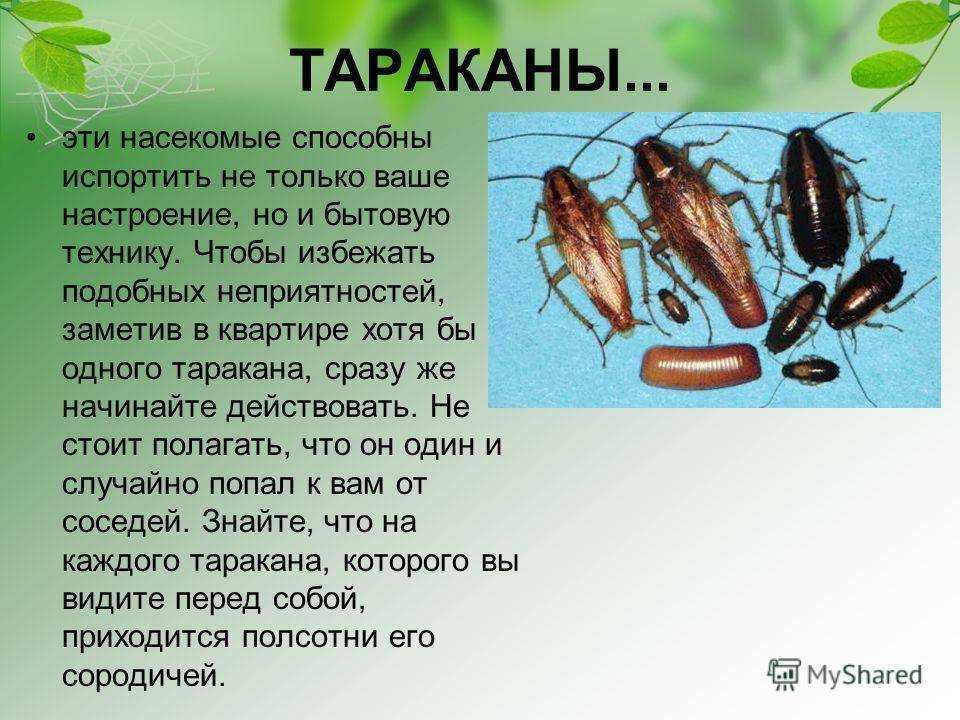 Как избавиться от тараканов? – 12 народных и профессиональных способов