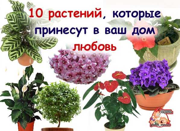 Цветы очищающие воздух в квартире: описание лучших растений