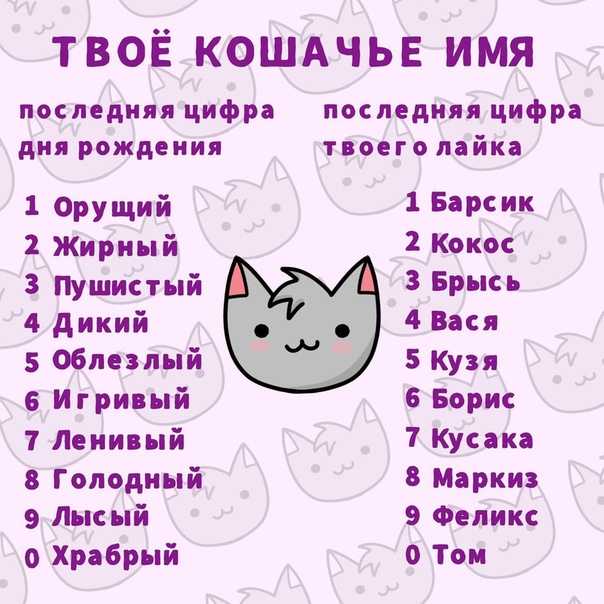 Красивые клички для кошек и котят девочек