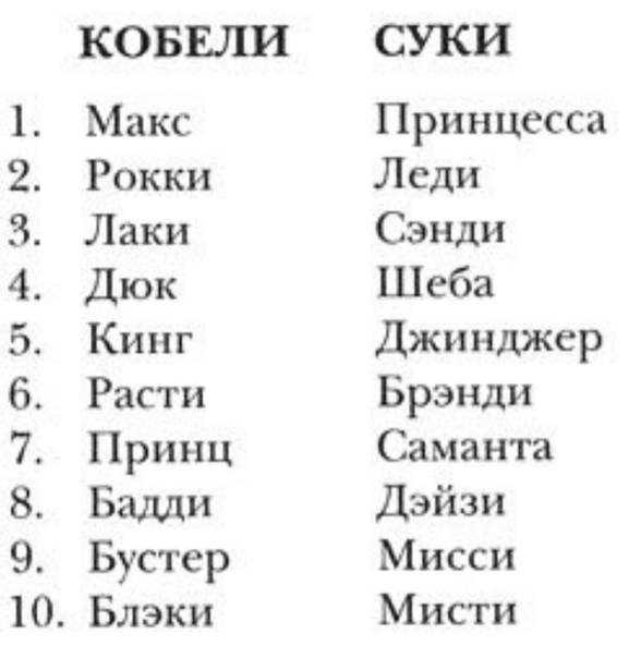 Клички для лаек - красивые имена со значением от профессионалов
