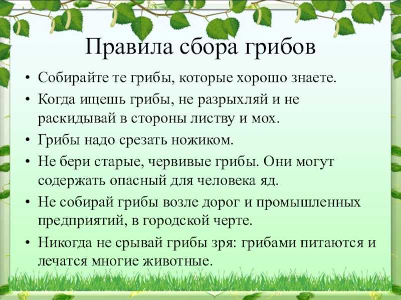 Календарь грибника 2021 – когда собирать грибы? когда и как правильно собирать грибы в 2021 году