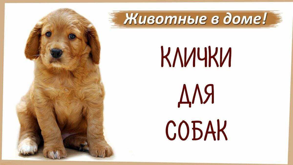 Самые красивые клички для собак: как назвать дворняжку и породистого питомца?