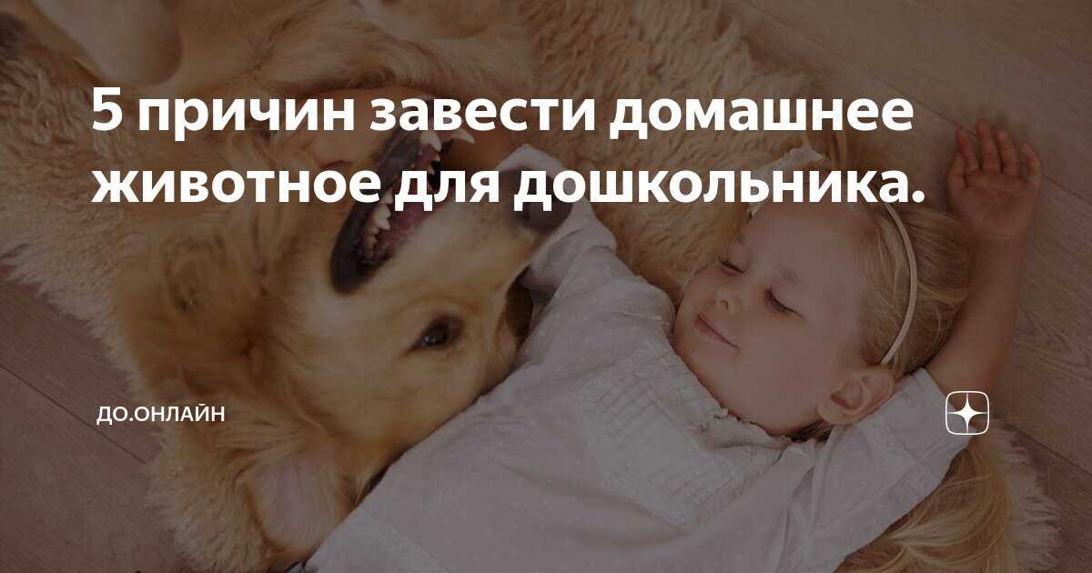 Зачем нужны домашние животные? причины завести питомца