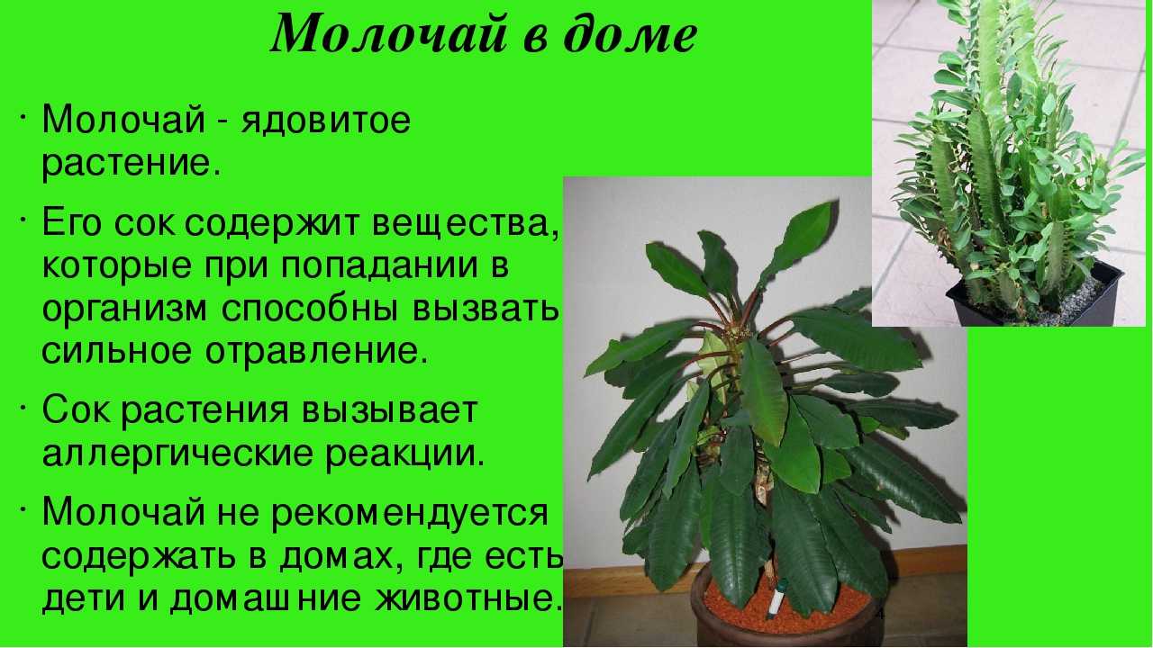 Молочай домашний и садовый: 22 вида, уход (115 фото) +отзывы