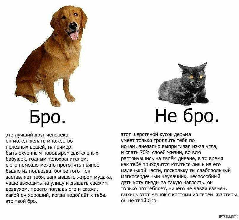 Собаки или кошки - кто лучше, их достоинства и недостатки, кого стоит завести