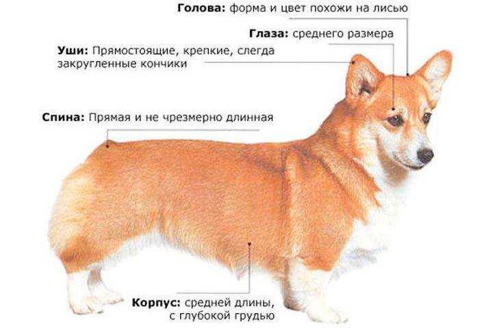 Вельш-корги. извините, а вы в мультиках не снимались?