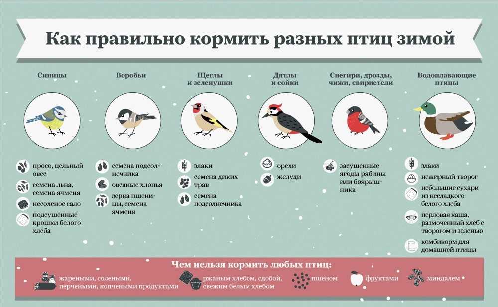 Вcе об особенностях питания птиц и их рационе