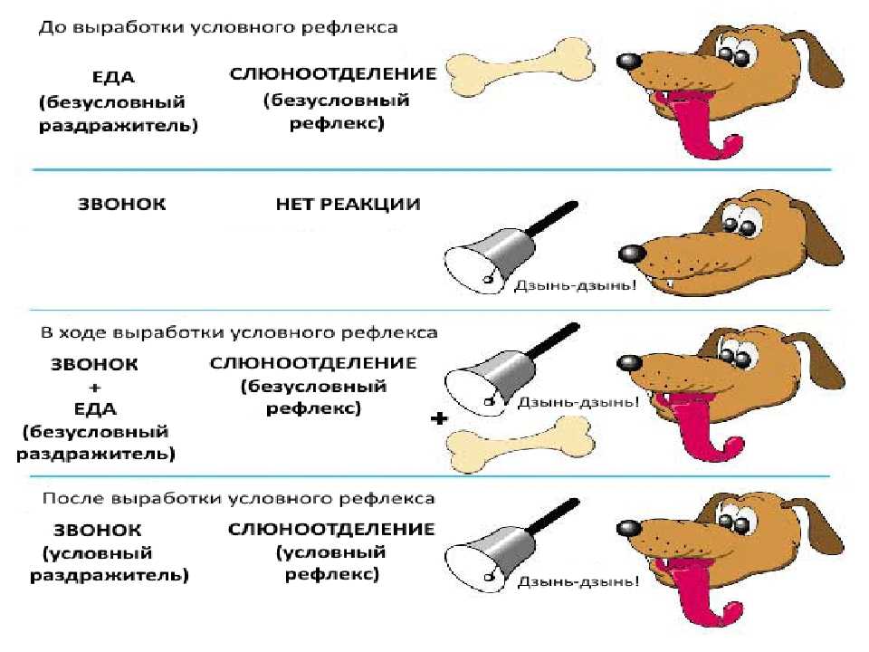 Что такое эффект собаки павлова: в чем суть исследования рефлексов