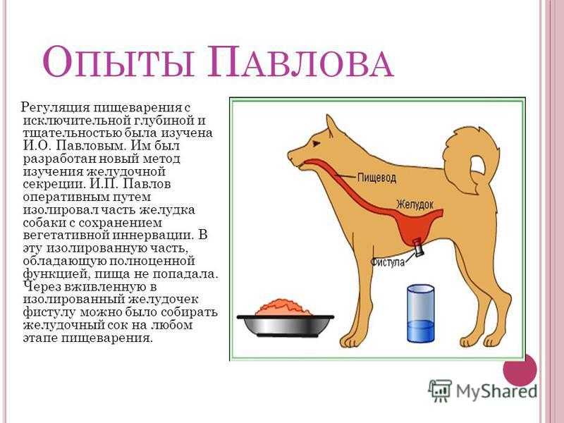 Эксперимент павлова с собакой (классическое кондиционирование)