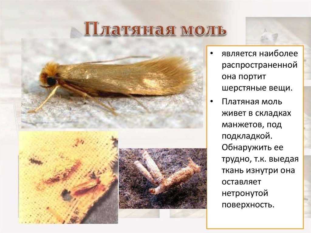 Как избавиться от моли на кухне – 10 лучших народных средств