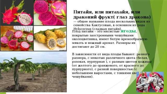 Экзотические фрукты мира: названия, фото и описания