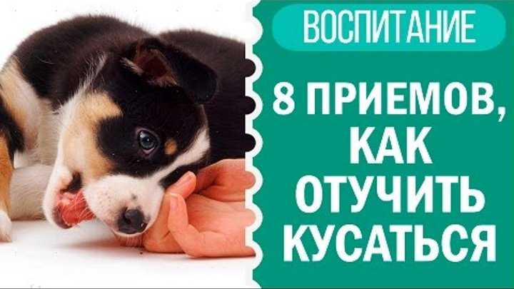 Как отучить собаку кусаться: главные основы воспитания | ваши питомцы