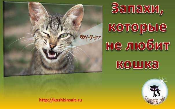 Какие запахи и почему нравятся кошкам, любимые ароматы домашних животных