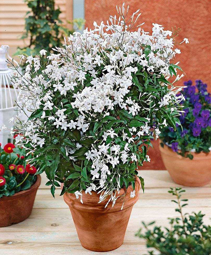 Вонючий комнатный цветок - theflowers