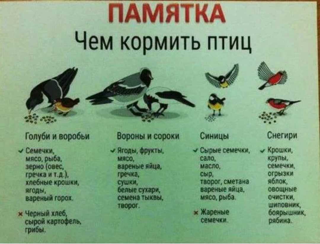 Возможна ли биозащита сада зимой?