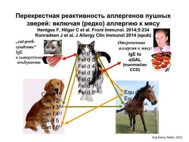 Гипоаллергенные породы кошек: выбор питомца и правила содержания