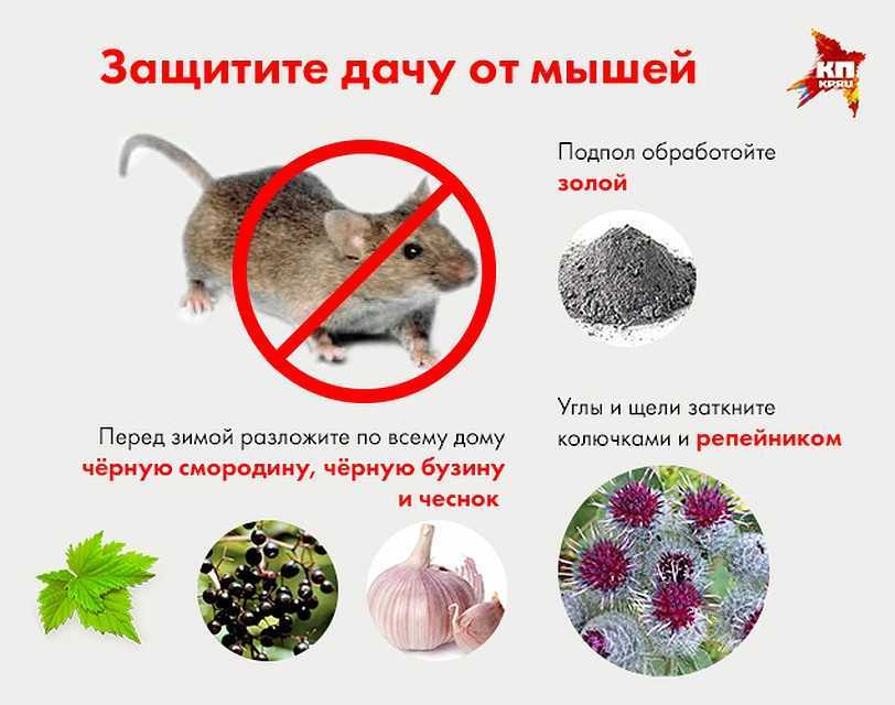 Как избавиться от мышей в частном доме