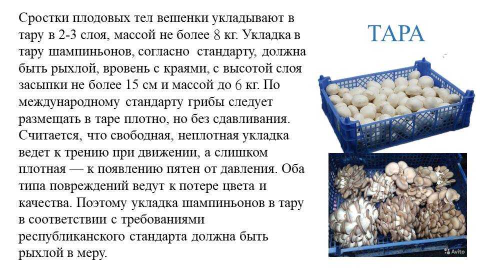 Как правильно заморозить шампиньоны в домашних условиях