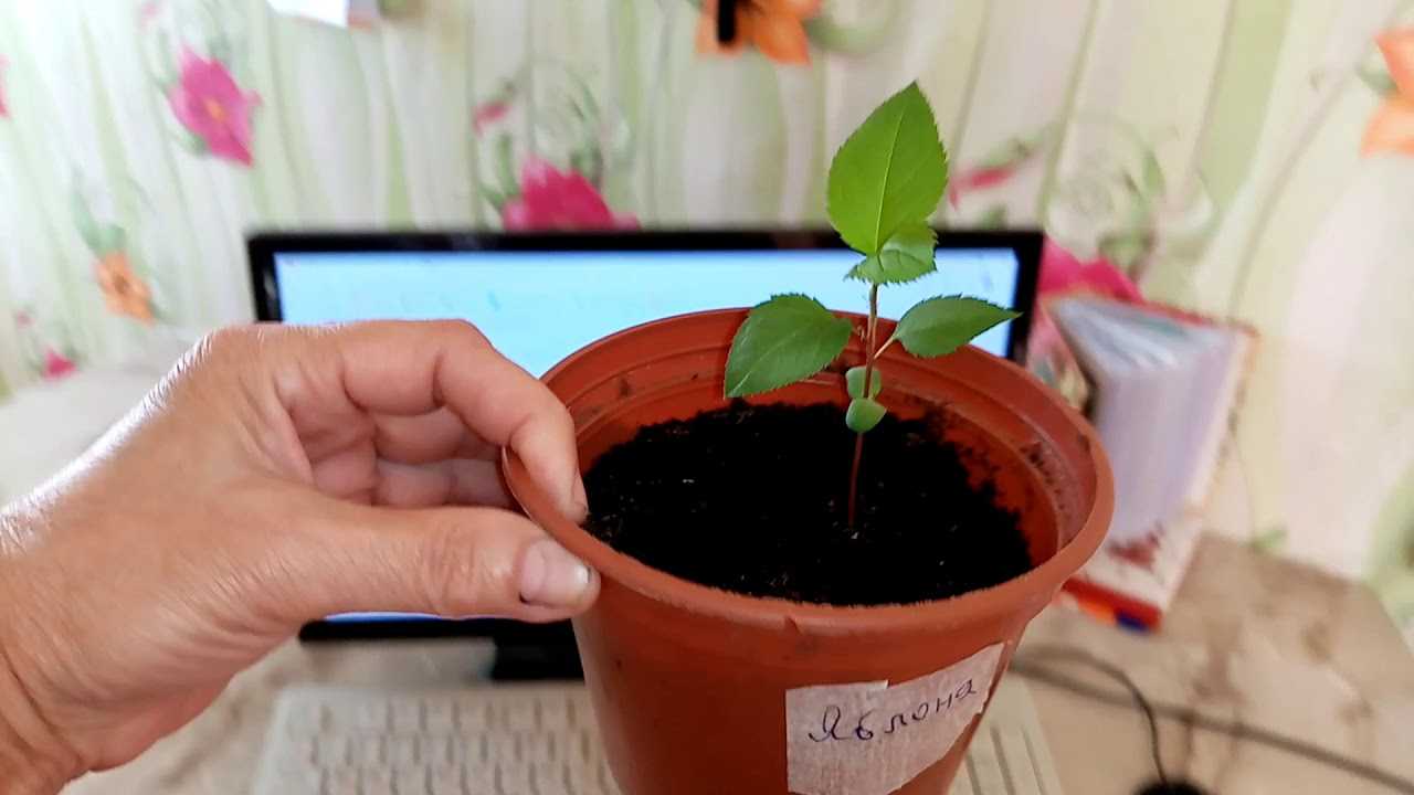 Как вырастить манго из косточки в домашних условиях