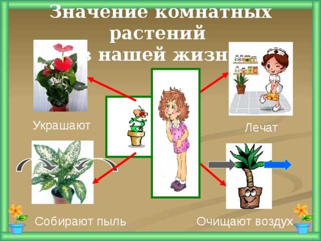 Комнатные растения, которые попали в россию больше ста лет назад_ | speakingflower.ru
