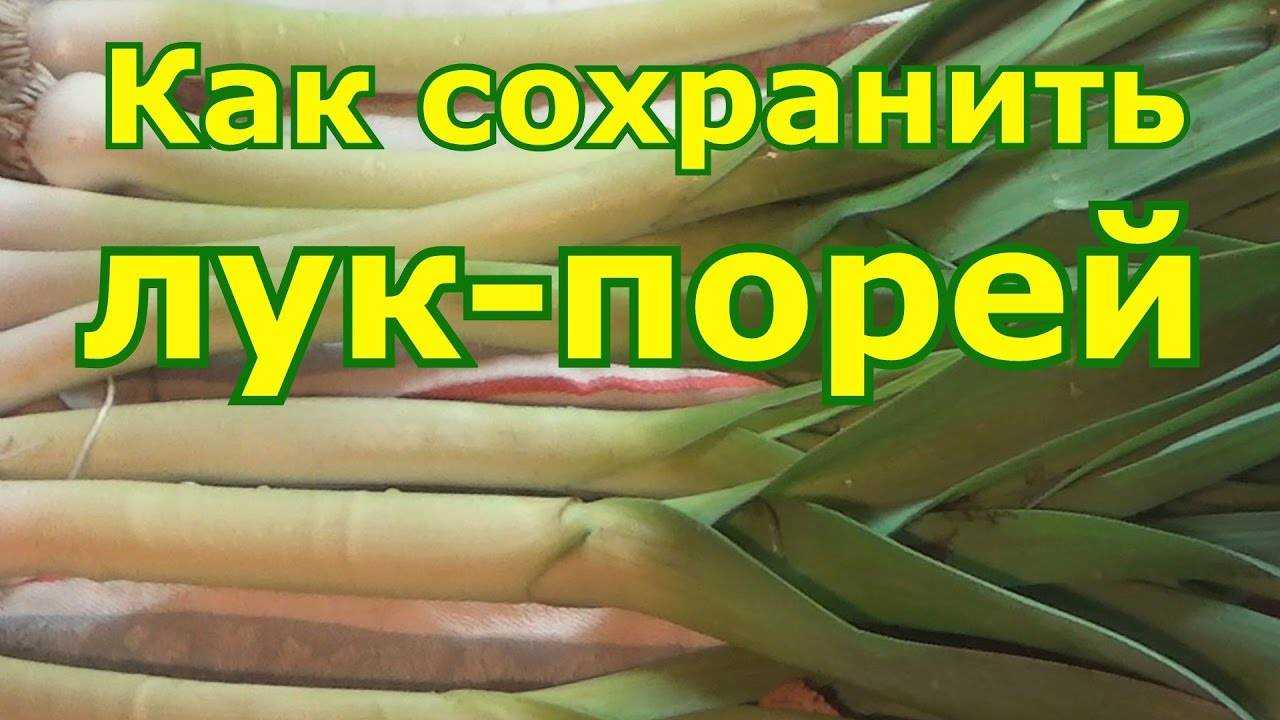 Как заготовить на зиму лук порей?