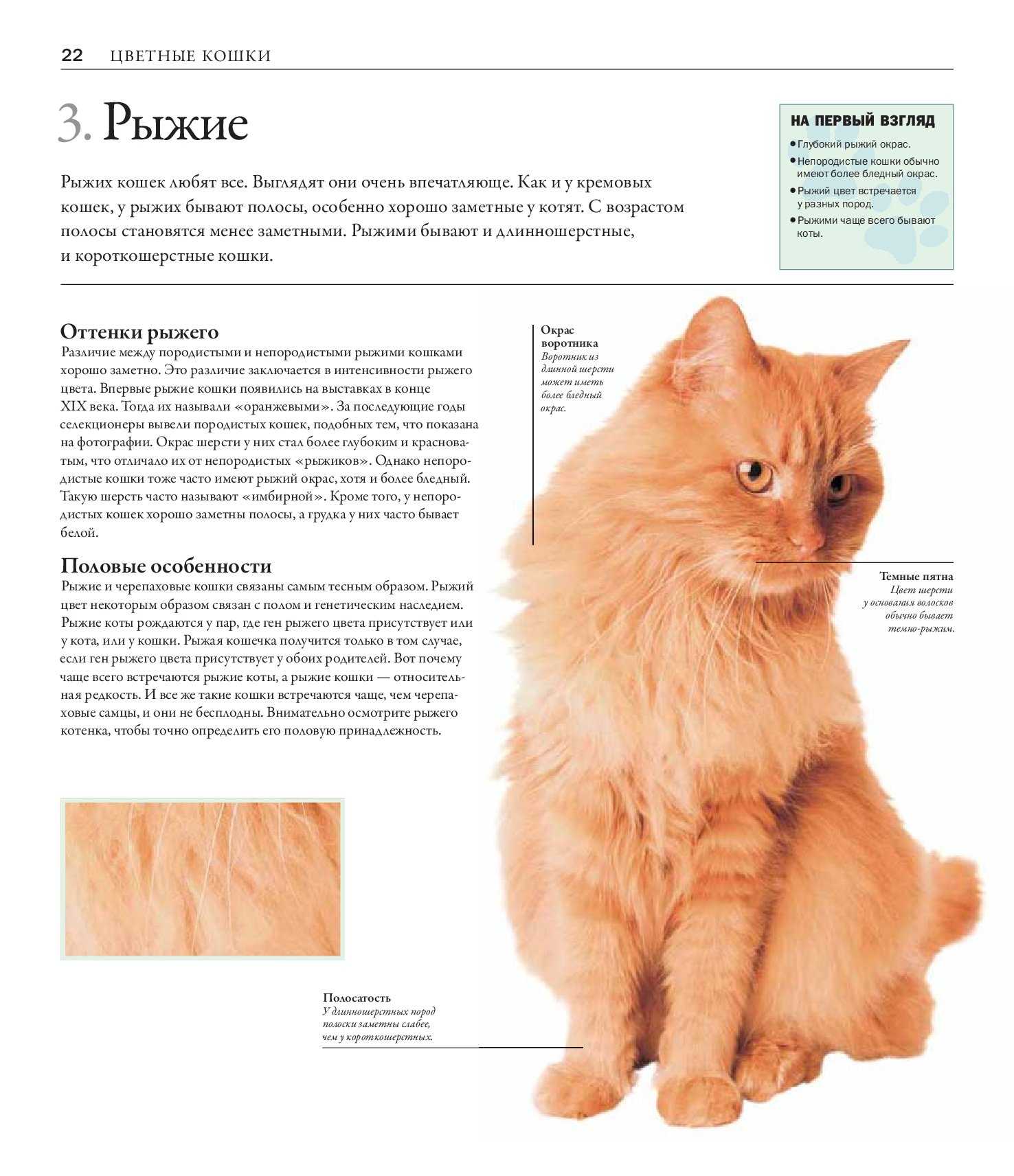 Редкие клички для кошек и котов