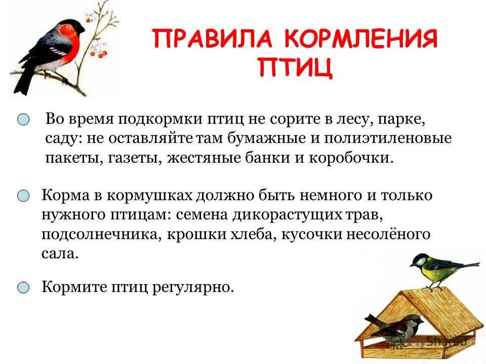Чем можно и нельзя кормить птиц зимой?