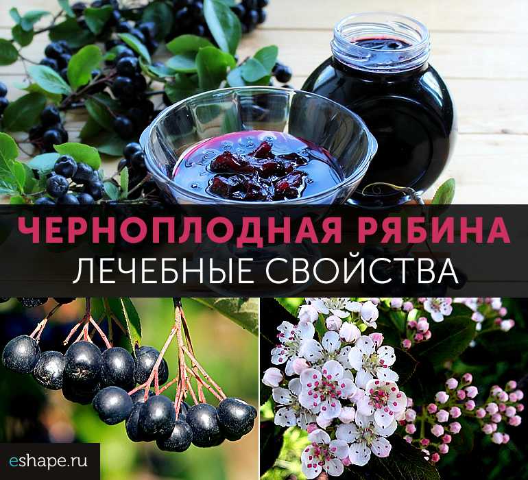 Полезные свойства черноплодной рябины: что мы знаем об этом растении?