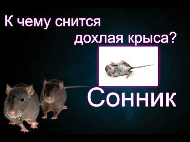 К чему снятся крысы