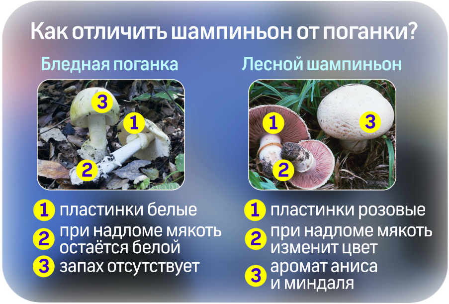 Как чистить шампиньоны: для варки, жарки, маринования. чистят ли шампиньоны перед приготовлением и зачем это делать - автор екатерина данилова - журнал женское мнение