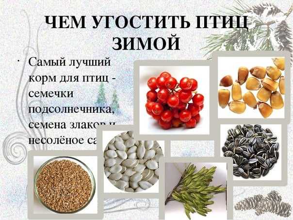 Когда начинают кормить птиц: осень — время наполнить кормушки!