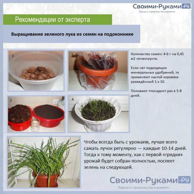Как выращивать зеленый лук на подоконнике в домашних условиях: как посадить на зелень и прорастить, инструкция по выращиванию дома
