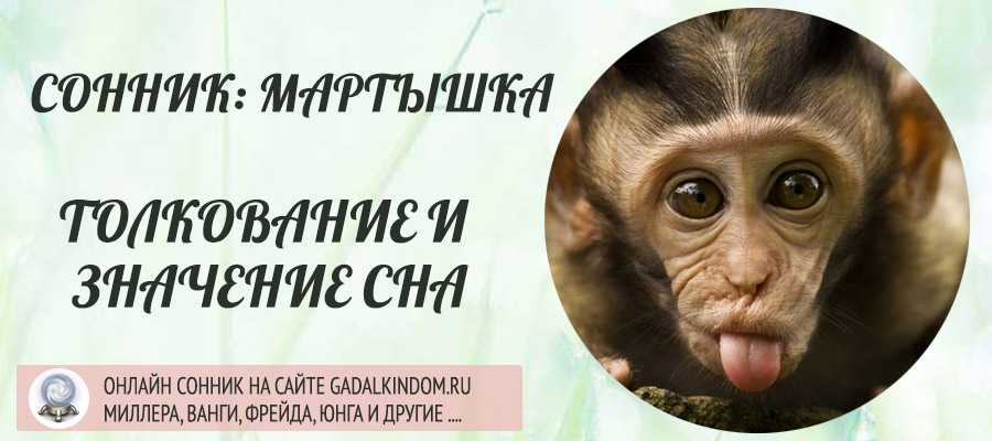 К чему снятся волки или собаки: что значит, если звери являются женщине или мужчине, нападают или кусают